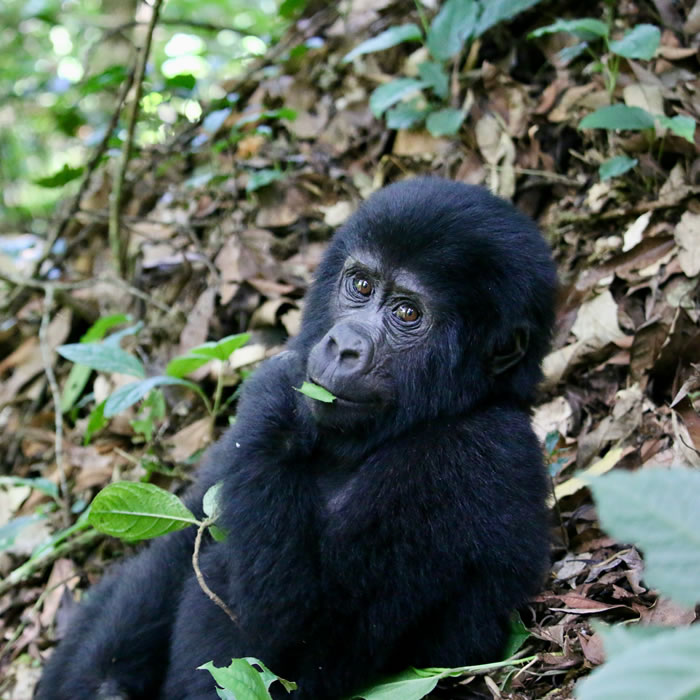 6-Day 5 Nights Gorilla Safari Uganda