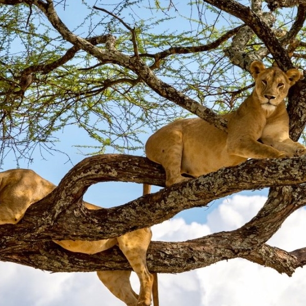 6 Days 5 Nights Tanzania Safari