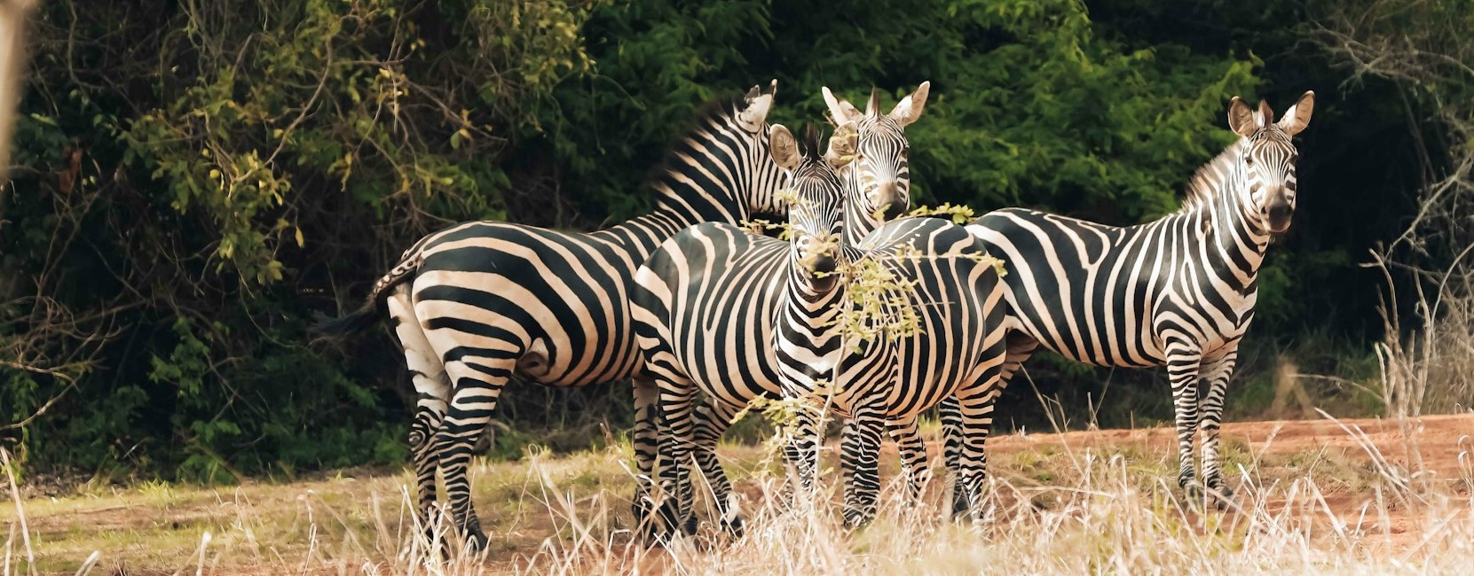 7 Day 6 Nights Rwanda wildlife and Gorilla Safari