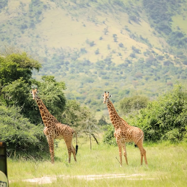 7 Days 6 Nights Rwanda wildlife and Gorilla Safaris