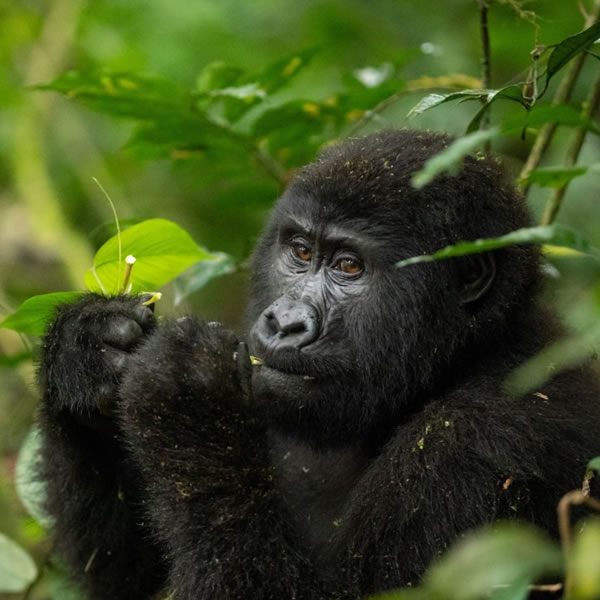 8 Days 7 Nights Gorilla Tracking Tour