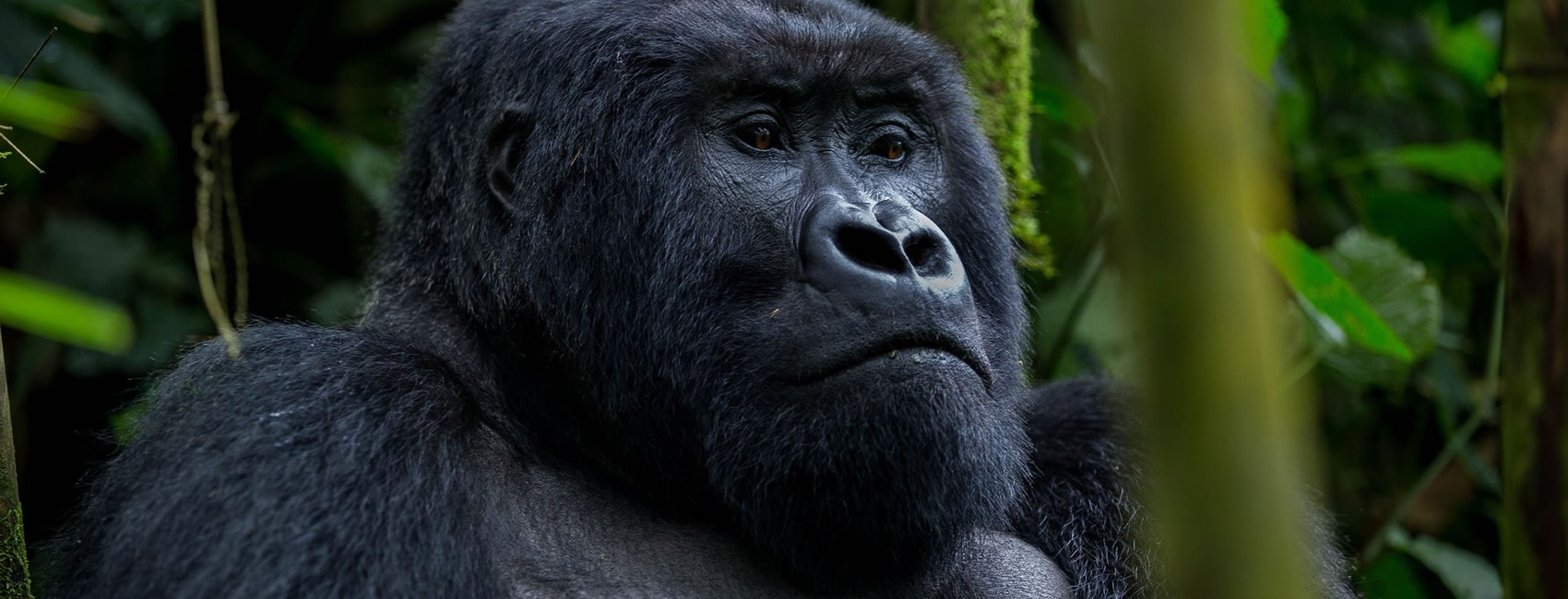 8 Days 7 Nights Gorilla Tracking Tour