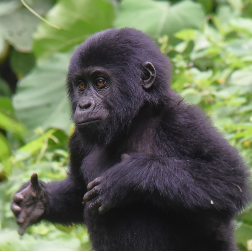 Rwanda and Uganda Safari