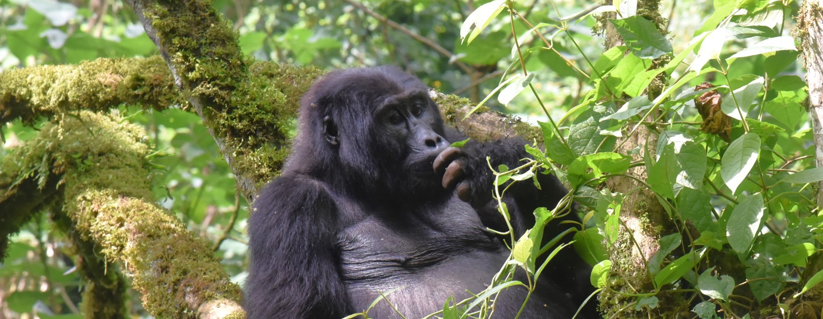 7 Days Rwanda and Uganda Safari