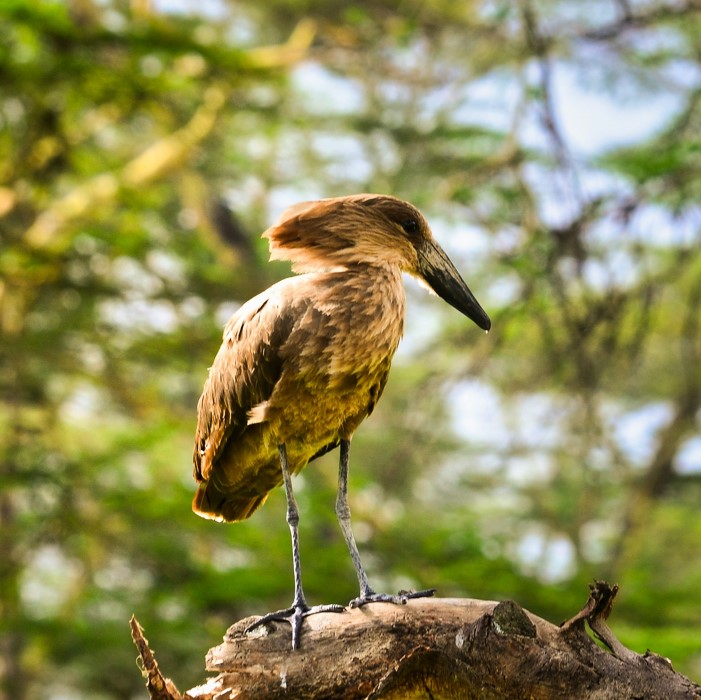 Tanzania's greatest safari spots
