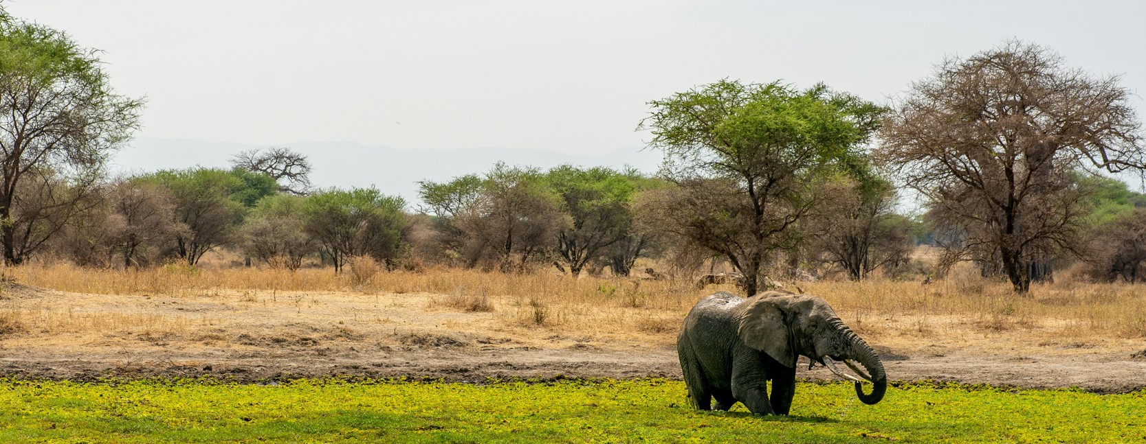 Tanzania Birding and Wildlife Safari