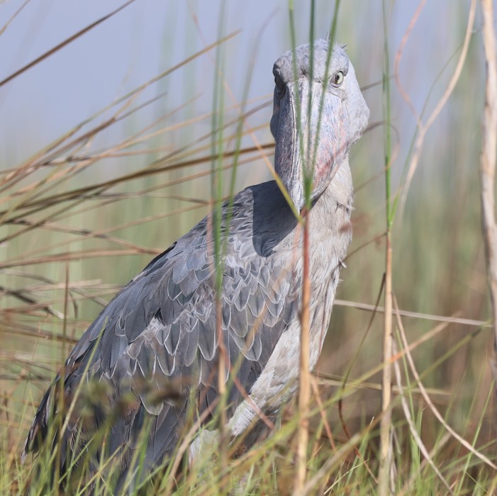 12 Day Birding Tour in Uganda is an amazing package for exploring and enjoying Uganda's various species