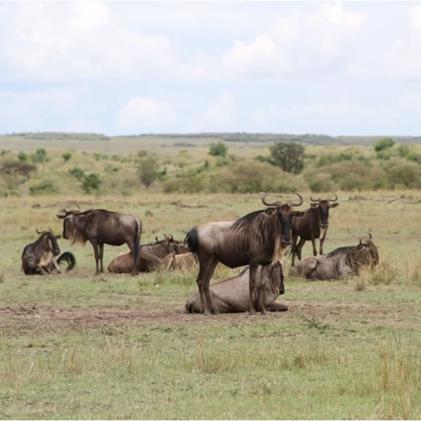 10 Days 9 Nights Best of Kenya Safari