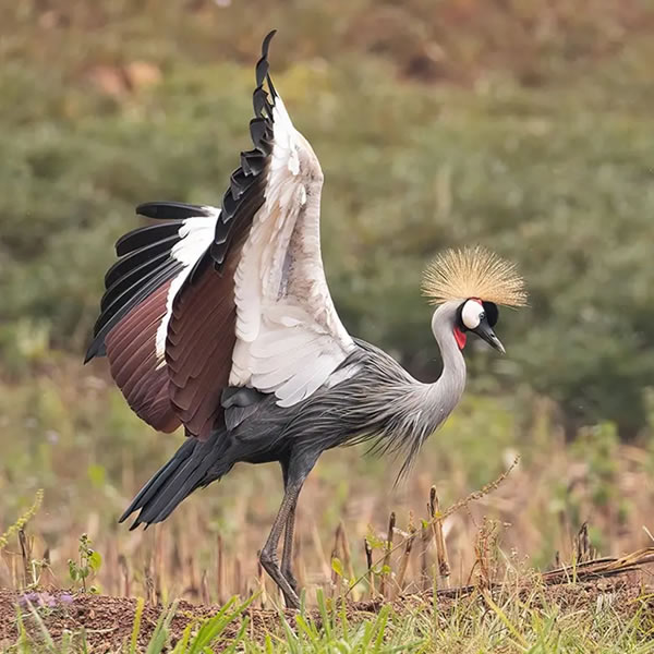 10 Days 9 Nights Bird Watching safari Rwanda