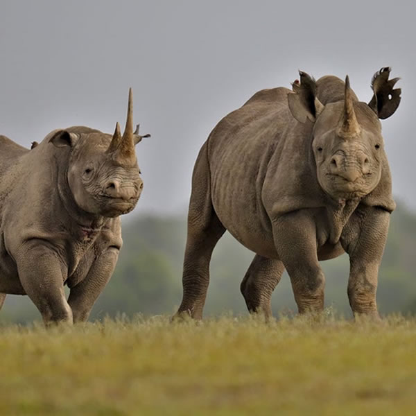 10 Days 9 Nights Kenya Big Game Safari