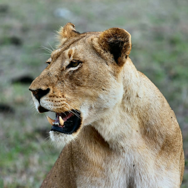 10 Days 9 Nights Northern Tanzania Safari