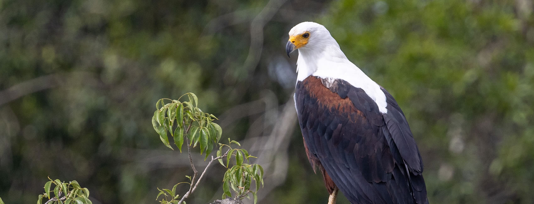 10 Days 9Nights Bird Watching safari Rwanda