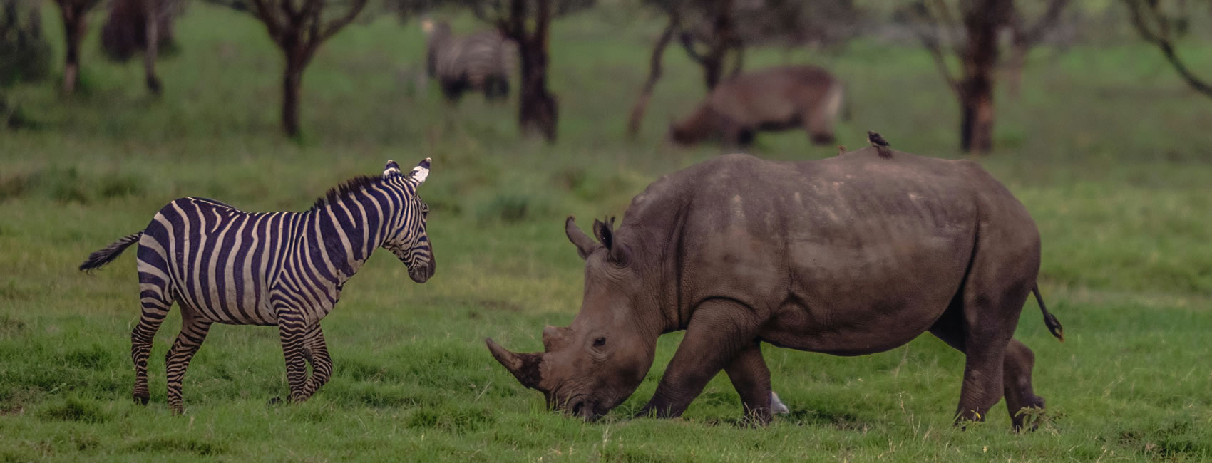 10 Days Kenya Big Game Safaris