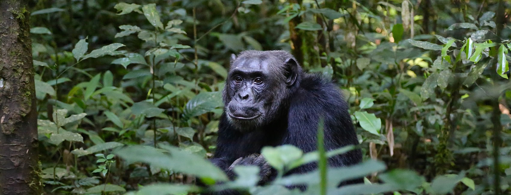 10 day chimpanzee and gorilla trekking Uganda