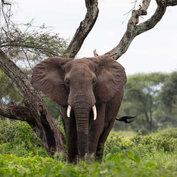 10 days 9 Nights Tanzania Wildlife Safari