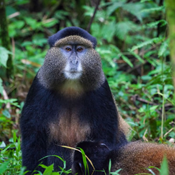 10 days chimpanzee and gorilla trekking Uganda