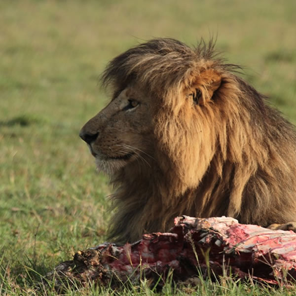 11 Days, Kenya And Tanzania Private Safari