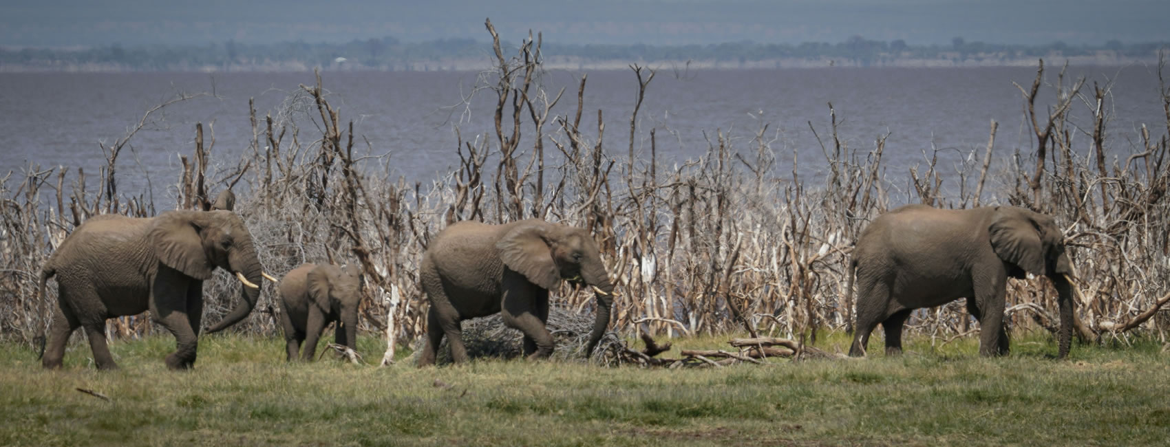 best of Tanzania's national parks