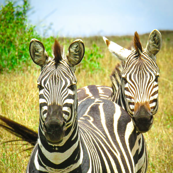 12 Days 11 Nights Wildlife Safari Tanzania