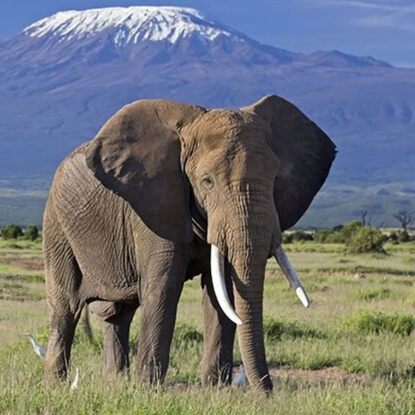 12 days 11 Nights Kenya and Tanzania safari