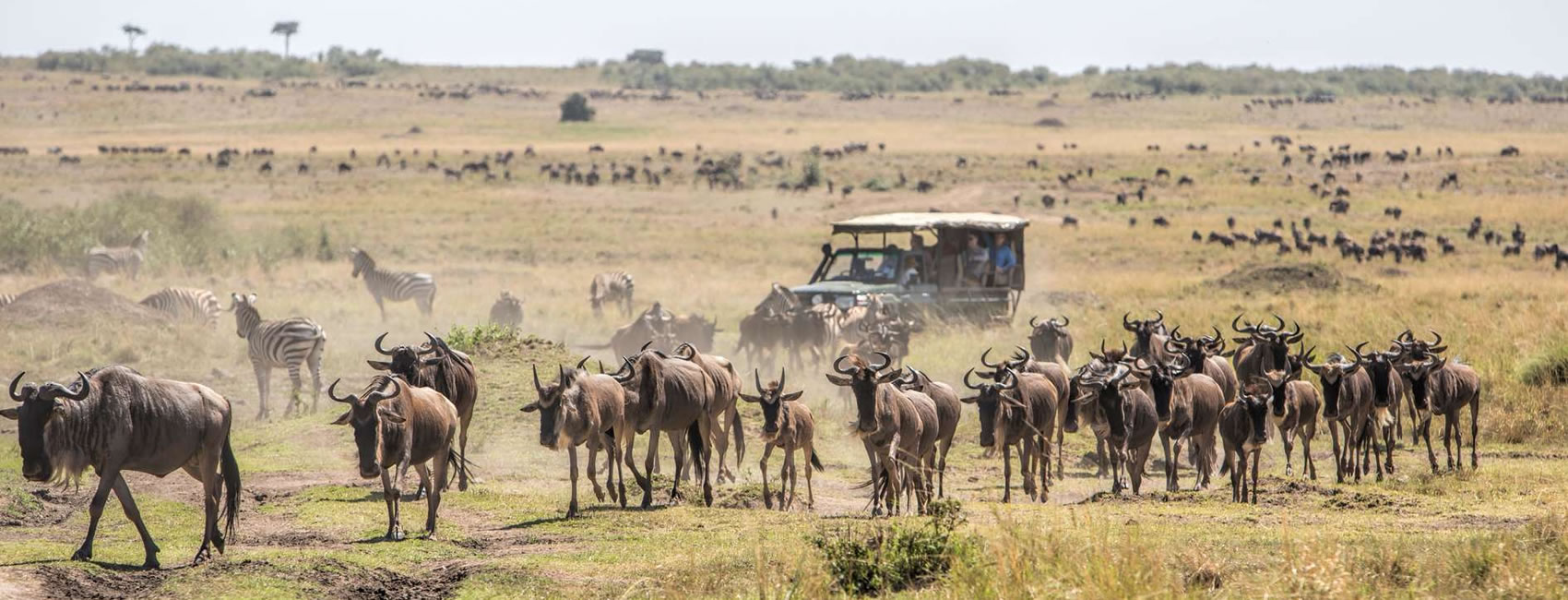 12 days 11 Nights Kenya and Tanzania safaris