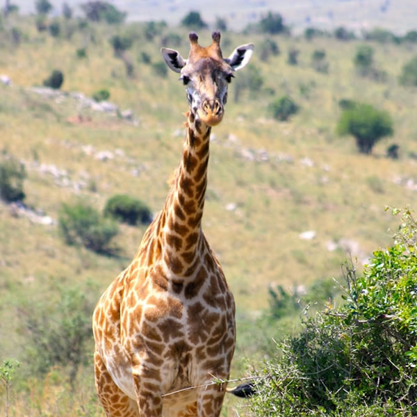12 days 11 Nights Tanzania and Kenya safaris