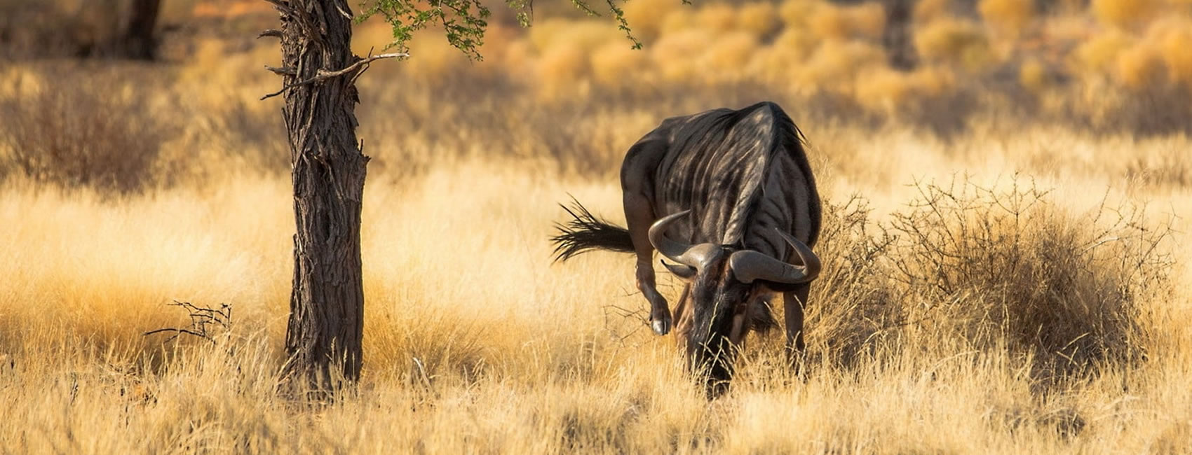 12 days 11 Nights Wildlife Safari in Kenya