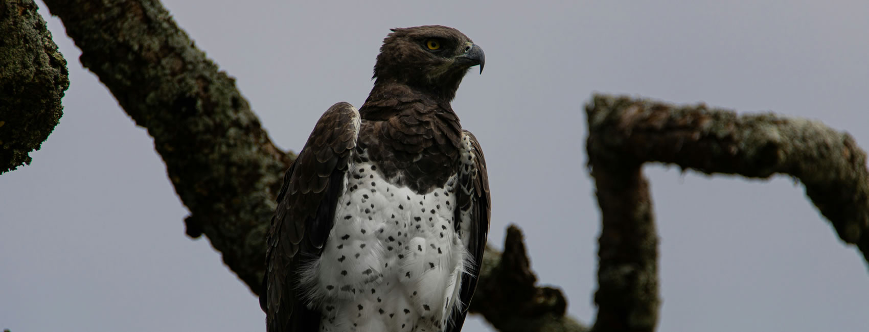 12 days 11 Nights birding safari in Tanzania