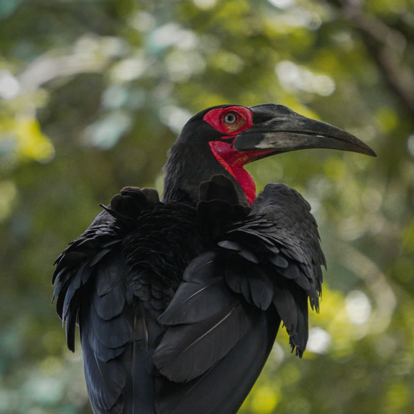 12Day Birding Safari in Southern Tanzania