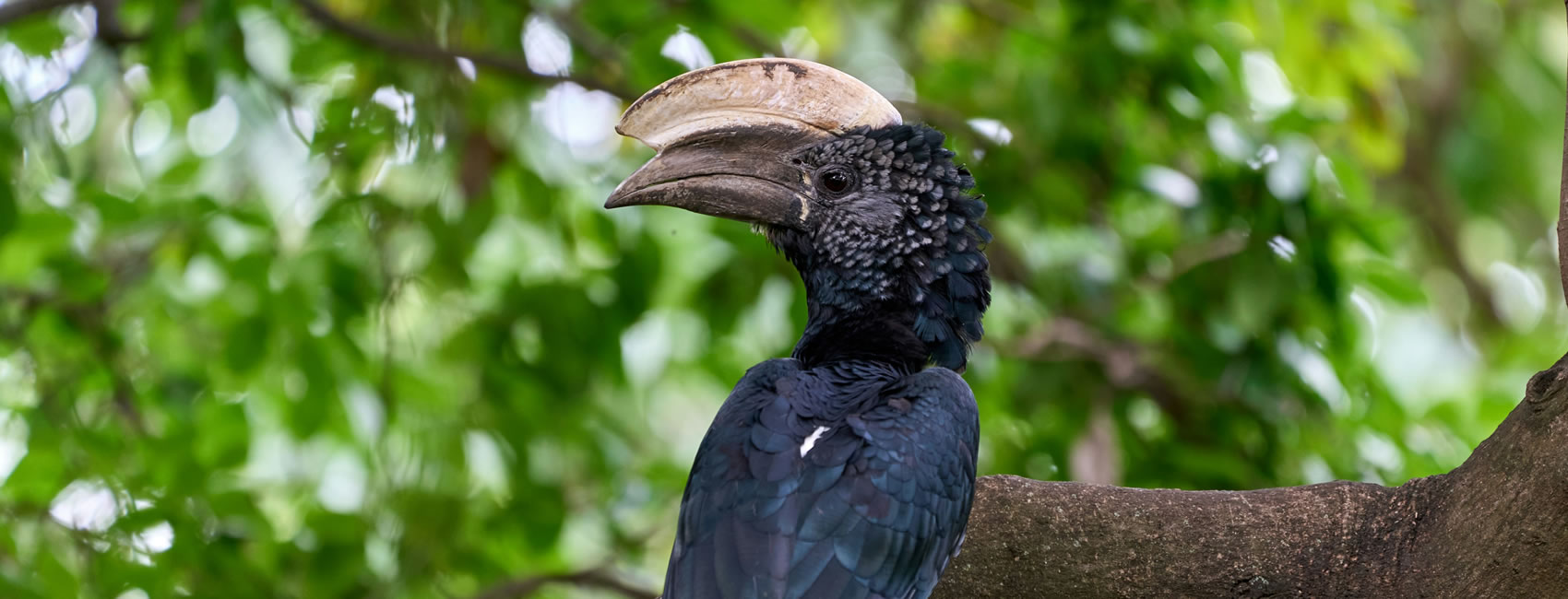 12Day Birding Safaris in Southern Tanzania