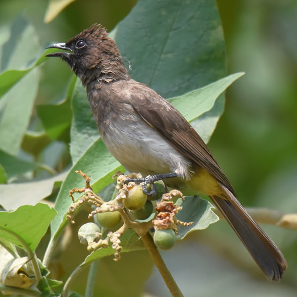 13 Days 12 Night birding Tanzania