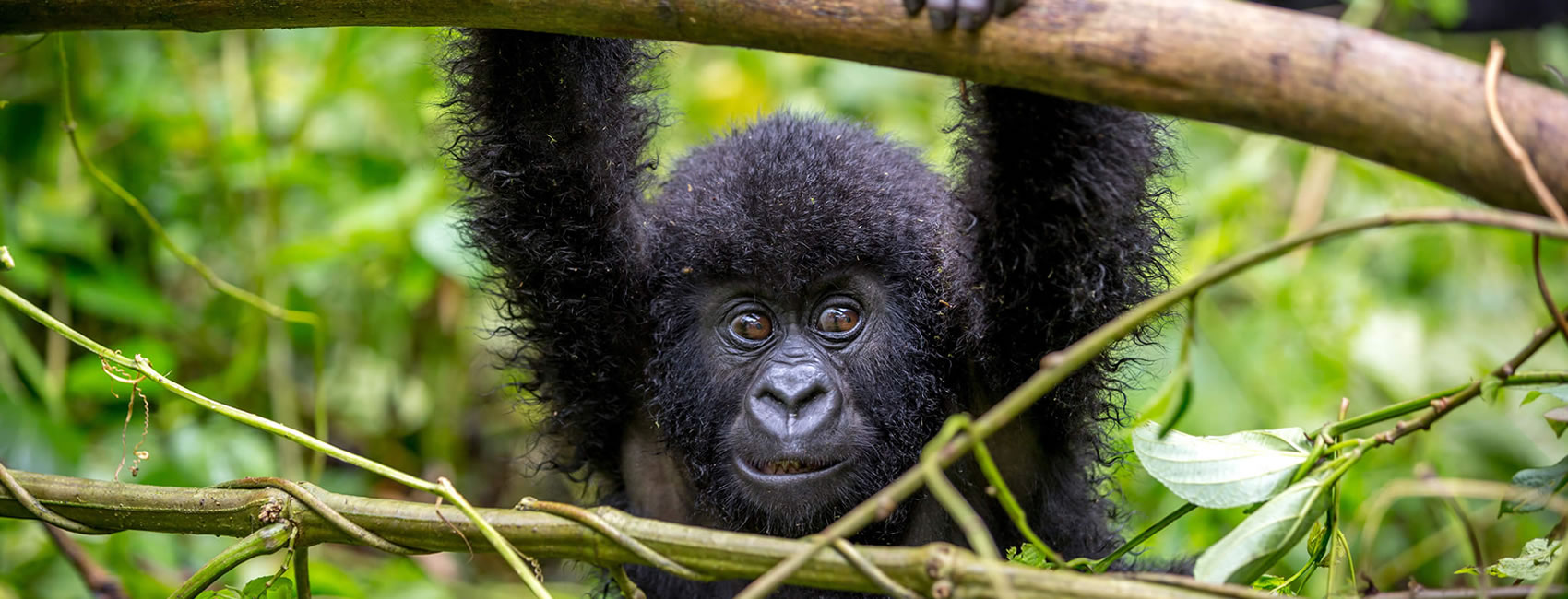 13 Days 12 Nights Kenya Rwanda Safari Holiday