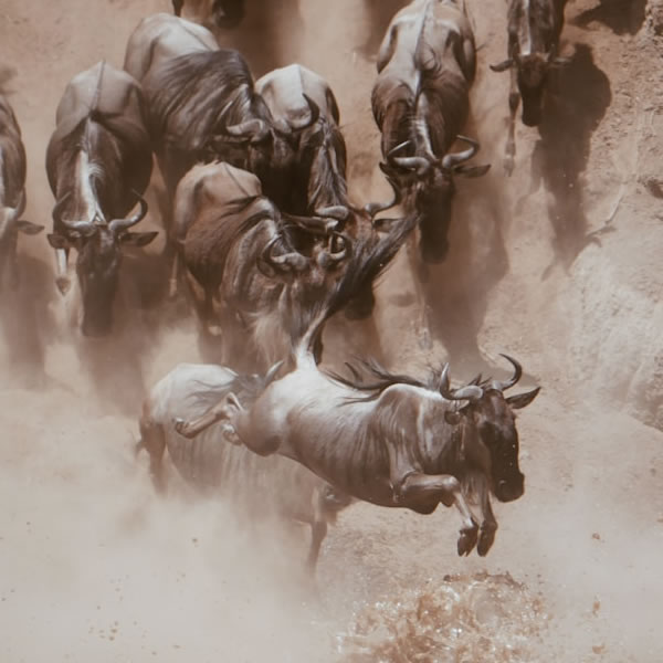 13 Days 12 Nights Kenya Rwanda Safaris Holiday