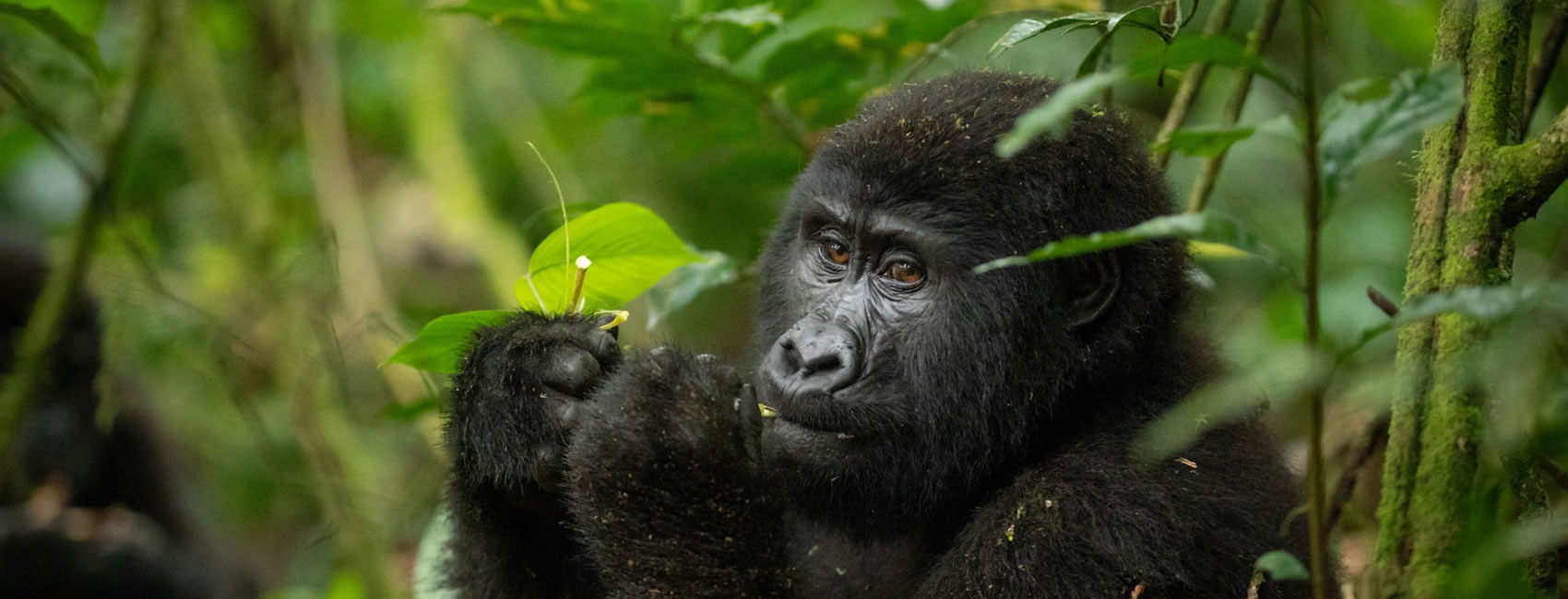 13 Days 12 Nights Wildlife Uganda Private Tour