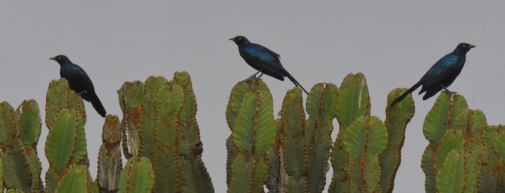 13 Days 12 Nights birding and history Tanzania