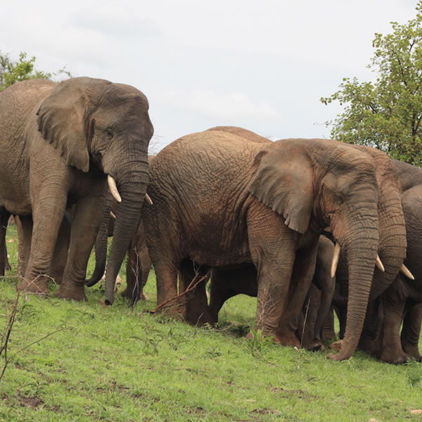 14 Days 13 Nights Discover Rwanda Safari
