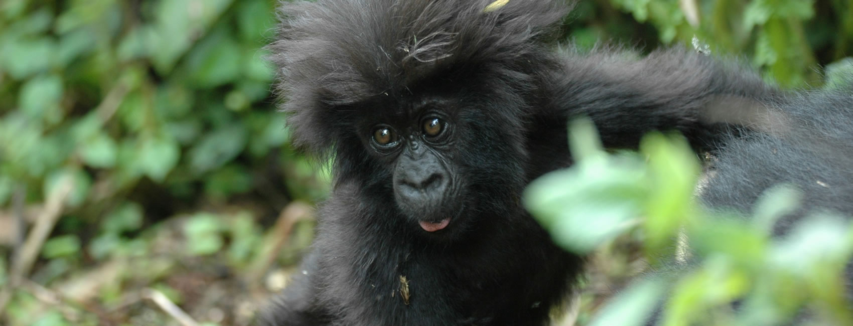 14 Days 13 Nights Discover Rwanda Safaris