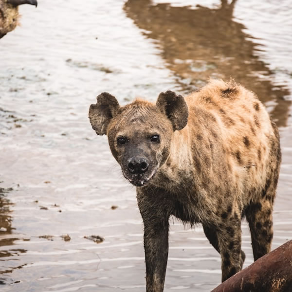 14 Days 13 Nights Kenya wildlife safaris