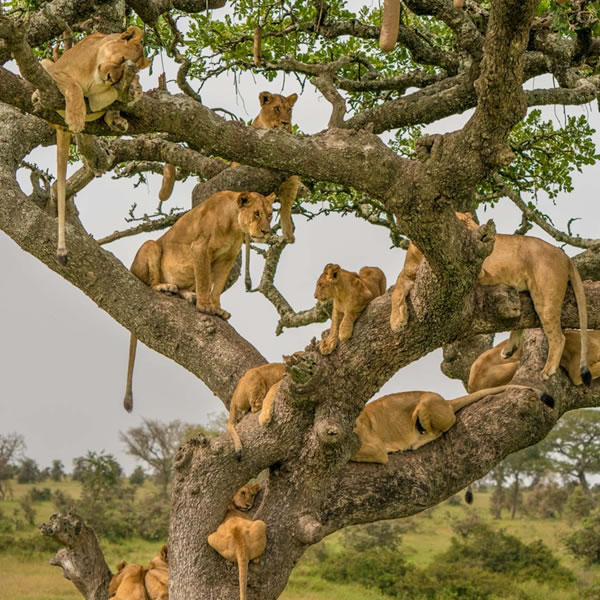 14 Days 13 Nights Safari Tanzania Tour