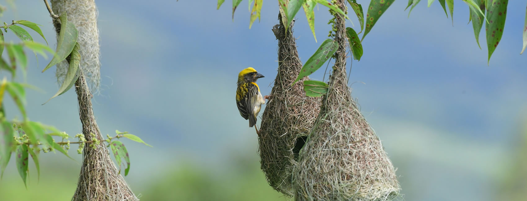 14-Days of Birdwatching Safari in Tanzania