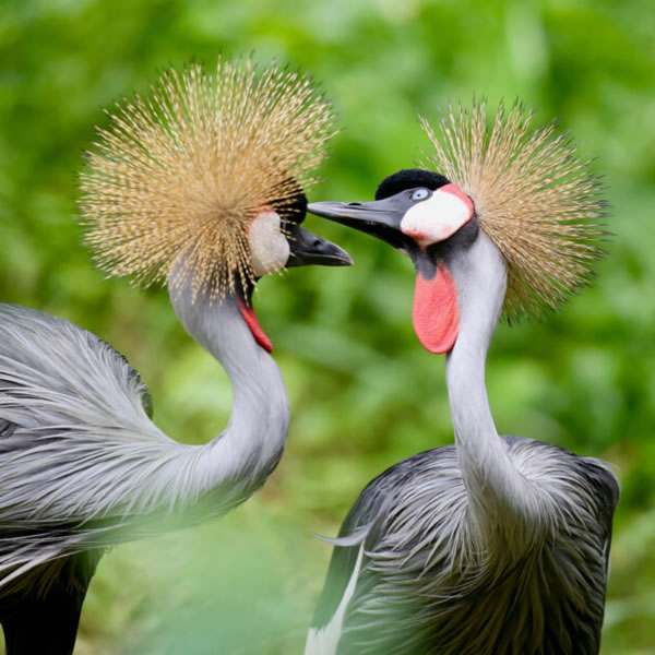 14-Days of Birdwatching Safari in Tanzania