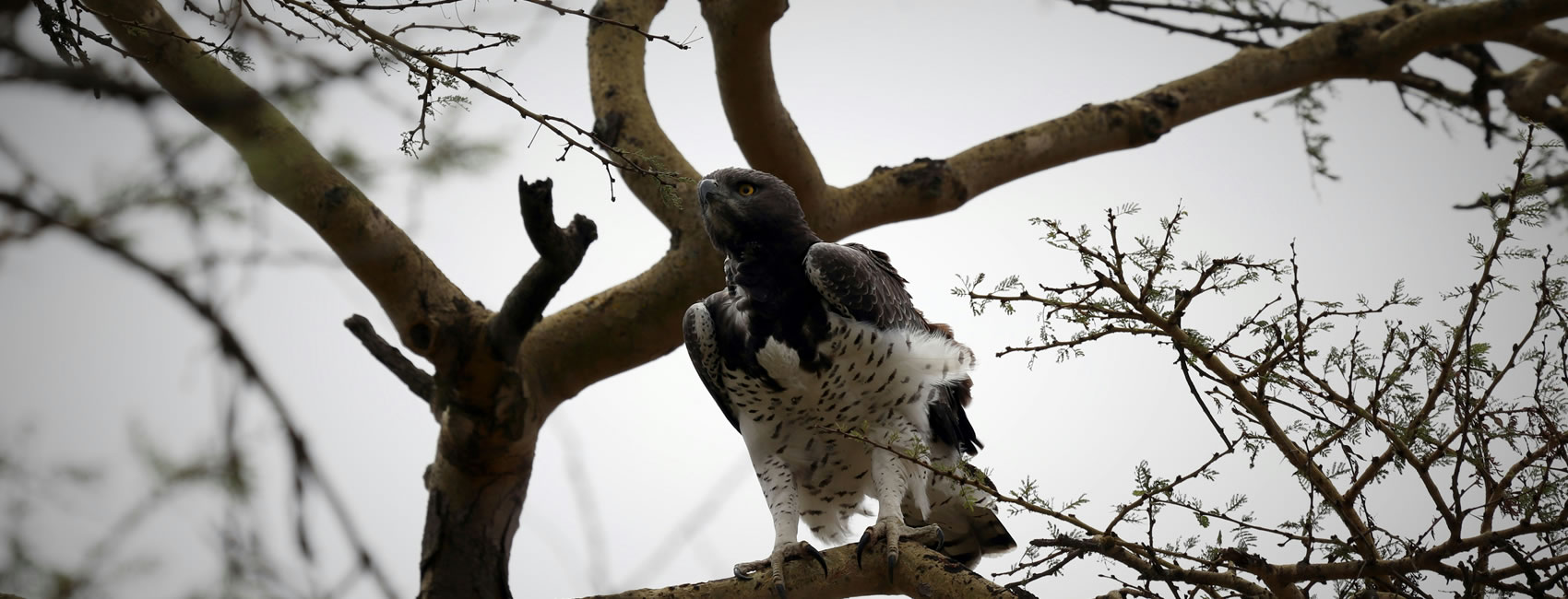 14 days 13 Nights Best of Birdwatching Safari