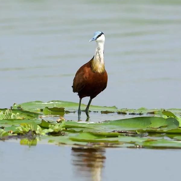 15 days Tanzania Serengeti Self-Drive Bird Watching Tour