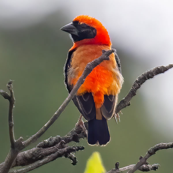 18 days 17 Nights Uganda birding safaris