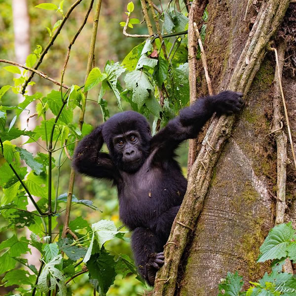 6 days 5 Nights gorilla safari Uganda
