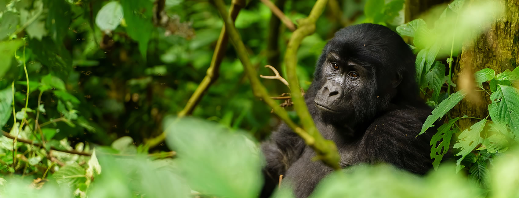 6 days 5 Nights gorilla safaris Uganda