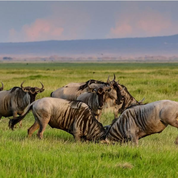 7 Days 6 Nights Tanzania safari adventure
