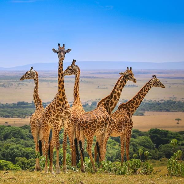 7 Days Kenya Wildlife Safari & Kenya Nature Trekking Tour