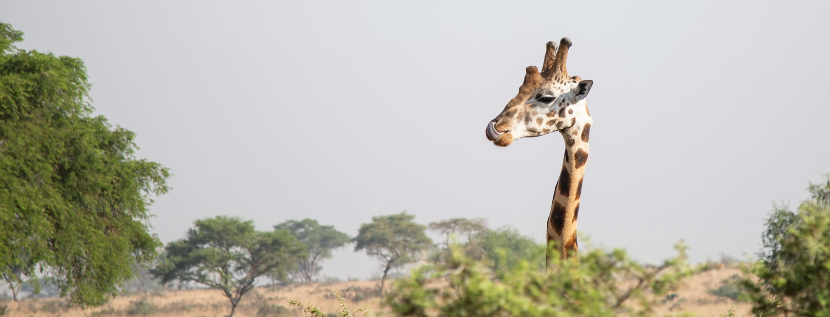 7 days 6 Nights Uganda gorilla and wildlife safari