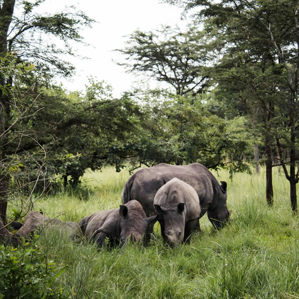 7 days 6 Nights Uganda gorilla and wildlife safaris